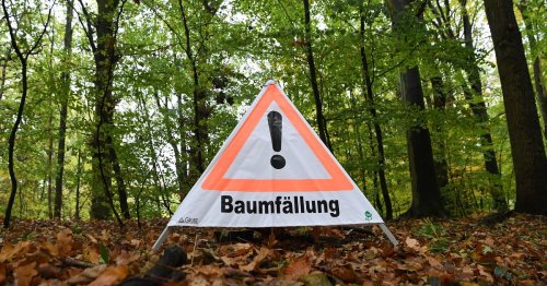 Umweltausschuss in Hückeswagen: Beim Klimaschutz: Im Zweifel für den Baum
