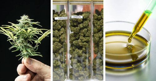 Aachener Cannabis-Start-up-Gründer: „Mit der Legalisierung wird über Nacht ein Milliardenmarkt eröffnet“
