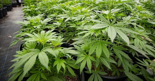 Milliardenumsätze für Deutschland erwartet: NRW-Gärtnerfirma hofft auf Cannabis-Plantage