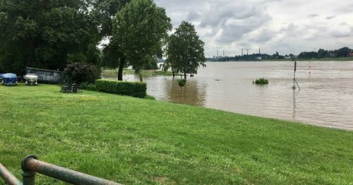 Hochwasserschutz in Düsseldorf: Für Deichbau in Himmelgeist werden 200 Bäume gefällt