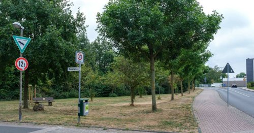 Naturschutz in Rommerskirchen: Baumkataster – Gemeinde will zunächst abwarten
