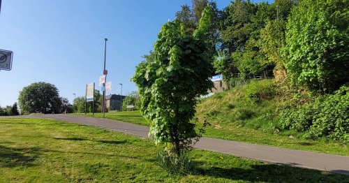 Der Spitzahorn war ein Geschenk zum Familien- und Jugendtag 2013: Hückeswagens NRW-Baum ist gewachsen