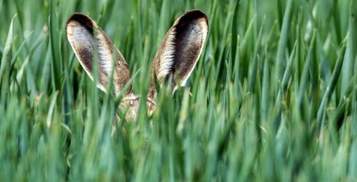 Wie der Osterhase Mönchengladbach so findet: Gladbacher Küstenfeeling und viele Fotos mit Felix