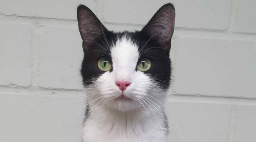 Tier der Woche im Tierheim Hilden: Familienanschluss für Sheela