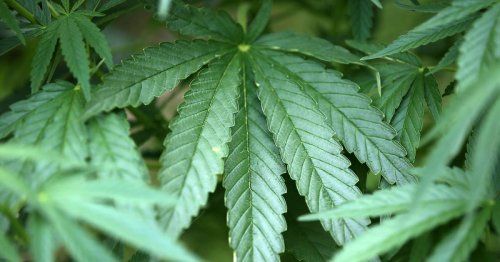 Hanf-Hotel Mettmann: Gericht ließ bei Cannabis-Anbauern keine Milde walten