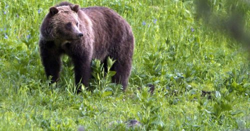 Kanadische Medien: Paar mit Hund von Grizzlybär getötet