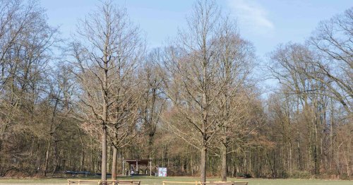 Naturschutz in Krefeld: Warum es Krefelds Eichen oft schlecht geht