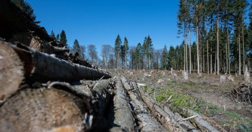 Holzmangel und Verlust an Natur: Waldzustand in NRW – eine „Katastrophe riesigen Ausmaßes“