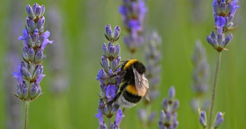 Bewerbungsfrist beachten: Stadt will insektenfreundliche Vorgärten auszeichnen