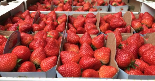 Ostertage in Mönchengladbach: Diese Bauernläden verkaufen schon Erdbeeren