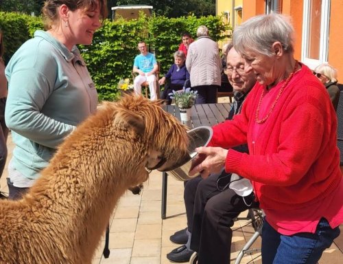 Ungewöhnliche Gäste in Straelen: Alpakas begeistern Senioren im Kursana-Domizil