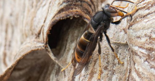 Gilt jetzt als weit verbreitet: Asiatische Hornisse wird nicht mehr flächendeckend bekämpft