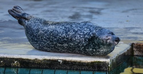 Ziehen Kleves Robben nach Asien?: Seehunde suchen neues Zuhause