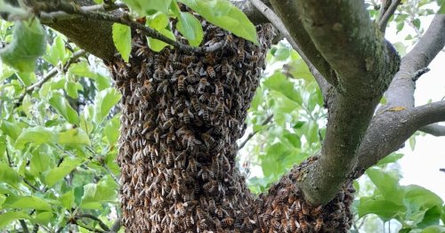 Viele Bienenvölker tot: Start für Schwarmzeit der Honigbienen – Imker im Kreis Kleve brauchen Hilfe