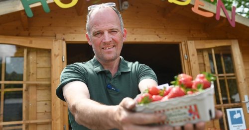 Erdbeeren aus Rommerskirchen: Bei Landwirt Bulich herrscht Vertrauen