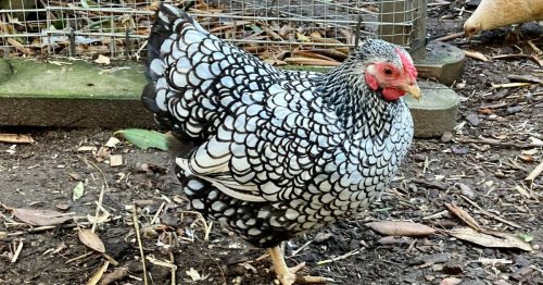 Rassegeflügelschau Neersen: Hühner zur Selbstversorgung liegen im Trend