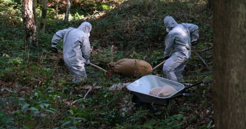 Tierseuchenübung in Mönchengladbach: Wie die Suche nach infizierten Wildschwein-Kadavern abläuft