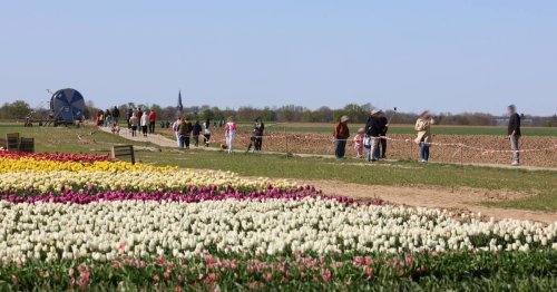 Blütenpracht in Grevenbroich: Verhungerte Feldhasen-Babys durch Tulpen-Tourismus?