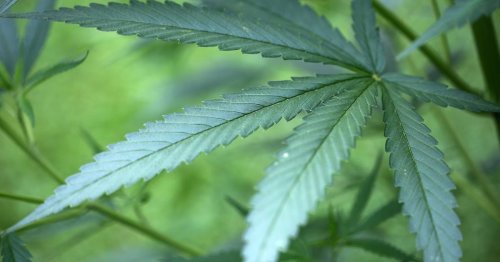 Vorbereitungen laufen: Luxemburg will als erstes Land in Europa Cannabis legalisieren