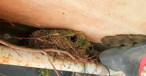 Ungewöhnliches Nest in Hückeswagen: Zaunkönig legt Trecker lahm