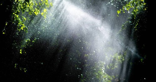 Pflanzenexperte kennt Alternativen: Hobbygärtner sollten Wasserverbrauch einschränken