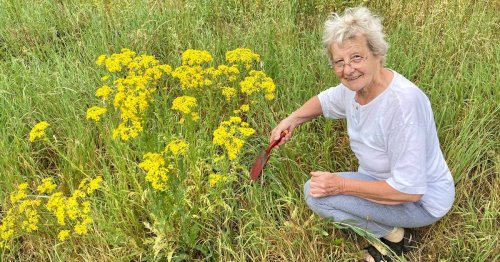 „Mega-toxische“ Pflanze breitet sich am Niederrhein aus: Jakobskreuzkraut kann für Pferde tödlich sein