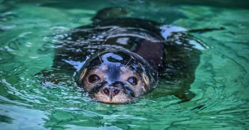 Keine Antrag für neues Becken: Die Seehund-Ära im Tiergarten endet