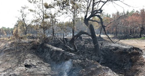 Anwohner können zurück in Häuser: Waldbrand an französischer Atlantikküste unter Kontrolle