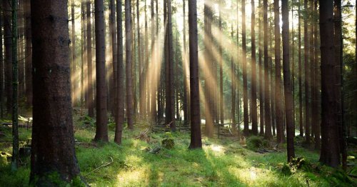 800 Waldbesitzer in Mithaftung: Sägewerke verklagen das Land auf 187 Millionen Euro