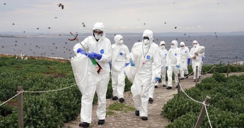 Seuchenzug in 2022: Europas schwerste Vogelgrippe-Epidemie