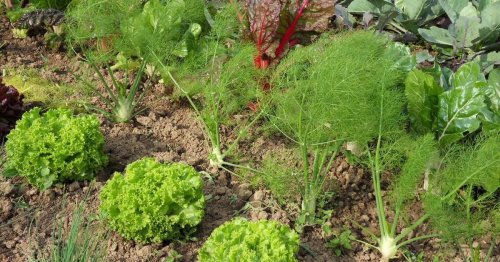 Bio-Angebot in Mönchengladbach: Das eigene Bio-Gemüse frisch vom Acker ernten