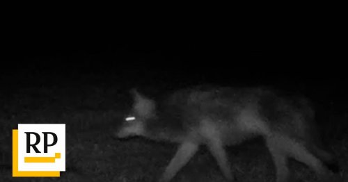Videoaufnahmen werden ausgewertet: Wölfe streifen regelmäßig um Reiterhof in Hünxe