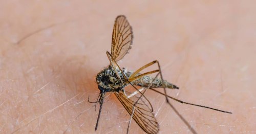 Insekten: Bislang wenig Mücken - aber keine Entwarnung für den Sommer