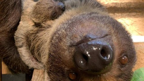 Kleine Sensation im Krefelder Zoo: Faultierbaby geboren – Vater Jan zeugte es kurz vor seinem Tod
