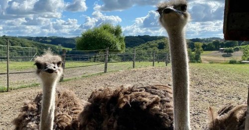 Straußenfarm in Wermelskirchen-Emminghausen: Straßenfleisch ist für manche „das Fleisch des 21. Jahrhunderts“