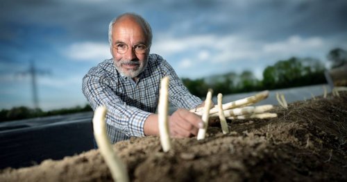 „Trend zur Regionalität“: Spargelernte auf Robert Bossmanns Feldern hat begonnen