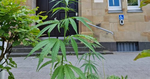 Kurioser Cannabis-Fund in Mönchengladbach: Huch, was wächst denn da vor dem Amtsgericht?