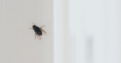 I tried the plastic bottle hack that clears out flies from your home at once