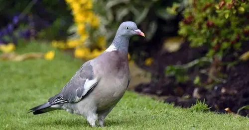Pigeons will fly away immediately if you use kitchen product in gardens