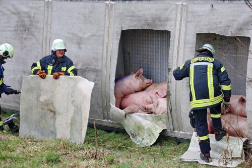 Schweinetransporter kippt um: Fahrer schwer verletzt