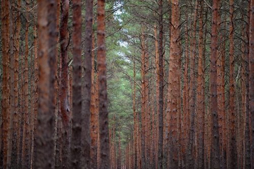 Zustand der deutschen Wälder weiter angespannt