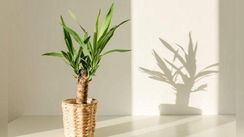 Pflanzen für fensterlose Zimmer: Diese Gewächse brauchen kaum Licht