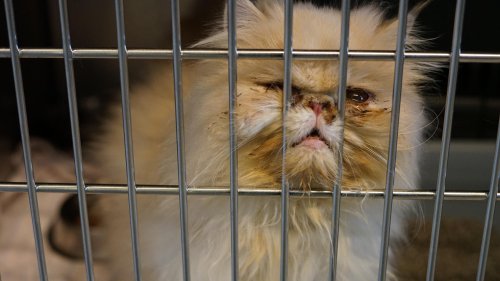 Besitzer ließ Katzen völlig verwahrlosen - Tierschützer in Hamburg retten 22 Tiere vor dem Tod
