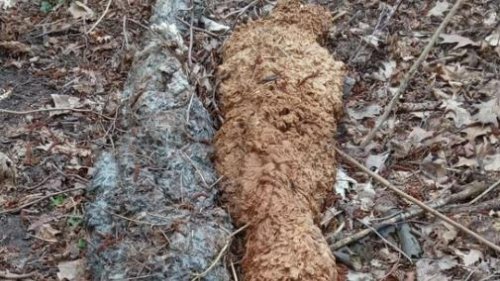Entführte Alpakas aus Emstek im Landkreis Cloppenburg wurden entführt und geschlachtet