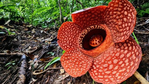 Rafflesien - die größte Blume der Welt ist vom Aussterben bedroht
