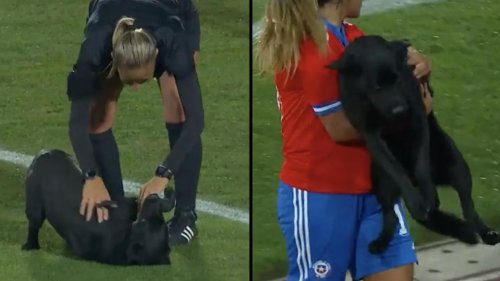 Mit Video: Süßeste Unterbrechung - Hund stört Fußballspiel und fordert viiiiiiele Streicheleinheiten
