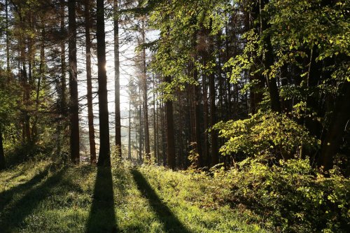 Wald-Bericht: Weniger als jeder dritte Baum ist ganz gesund