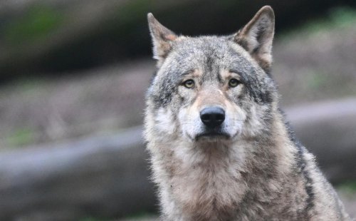 Verbände wollen Obergrenze bei wildlebenden Wölfen