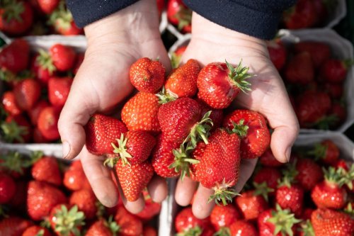 Behörde: Erdbeeren unbelastet von Pflanzenschutzmitteln