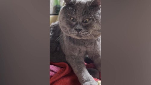 Katze Feyda hat einen besonderen Blick - und wird zum Internetstar